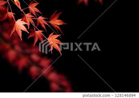 [Autumn leaves] Autumn maple leaves photographed against a black background [Nagano Prefecture] 128146894