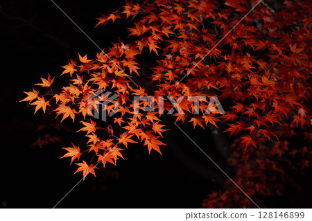 [秋葉] 在黑色背景下拍攝的秋天楓葉 [長野縣] 128146899