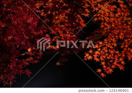 [Autumn leaves] Autumn maple leaves photographed against a black background [Nagano Prefecture] 128146901