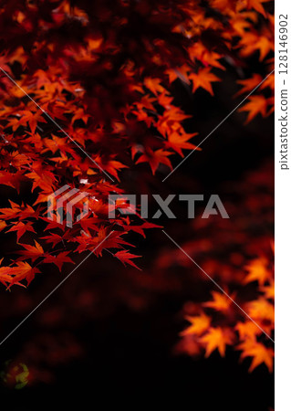 [秋葉] 在黑色背景下拍攝的秋天楓葉 [長野縣] 128146902