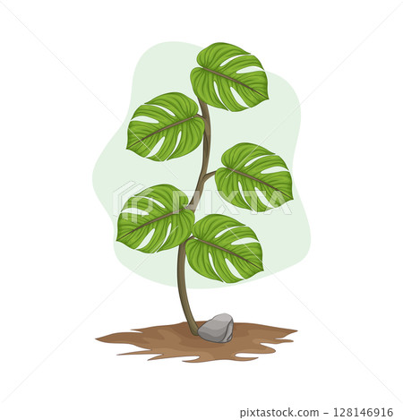Illustration of Plant Illustration of Plant 128146916