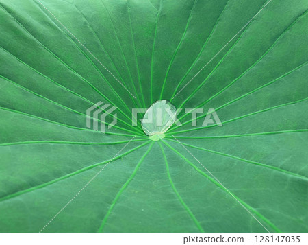 Background image of a sparkling drop of water floating in the center of a young green lotus leaf 128147035