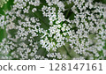 Many small white flowers of Iwamitsuba flower 128147161