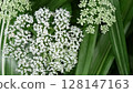 Many small white flowers of Iwamitsuba flower 128147163
