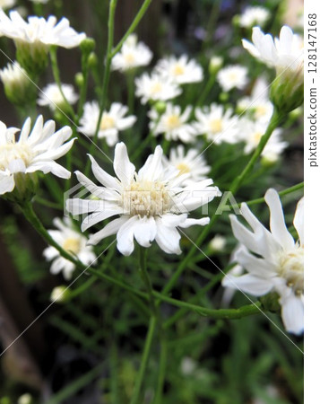 雪白柳葉友禪菊 128147168