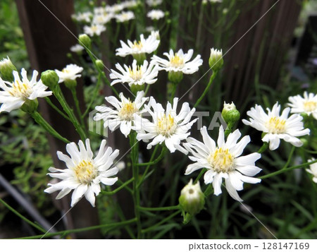 雪白柳葉友禪菊 128147169