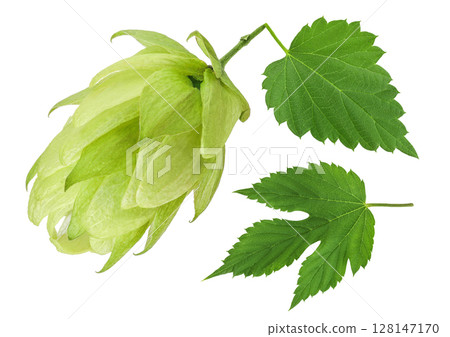 Hop cone isolated on white background. Beer brewing ingredients 128147170