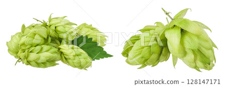 Hop cones isolated on white background. Beer brewing ingredients Hop cones isolated on white background. Beer brewing ingredients 128147171