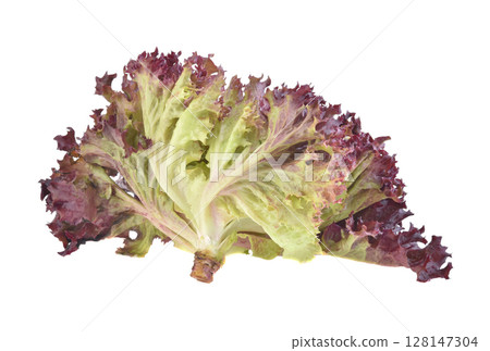 Red oak lettuce on white background. 128147304