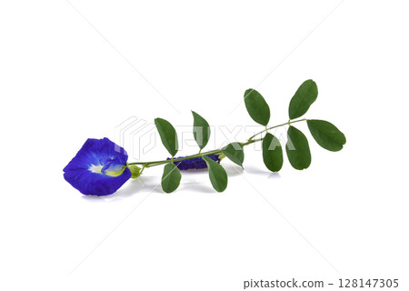 Butterfly Pea isolated on white background Butterfly Pea isolated on white background 128147305