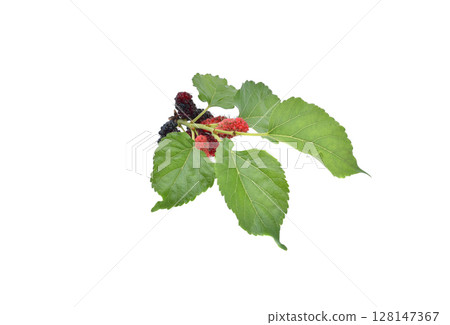 Mulberry fruits with green leaves isolated on white background. 128147367