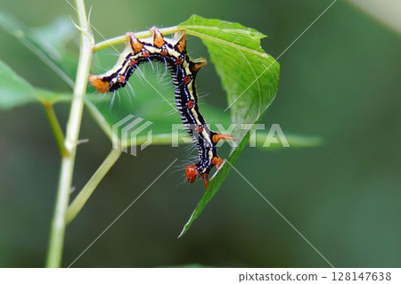 Fukurazume Fukurazume 128147638