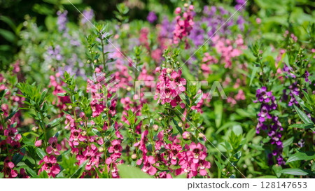 Angelonia: A lovely little flower field Angelonia: A lovely little flower field 128147653