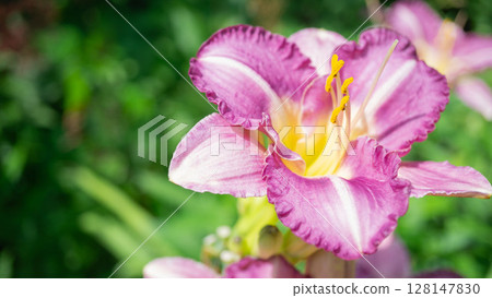 萱草 鮮豔的夏日花朵 128147830