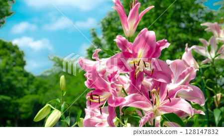 Summer image: Pink lilies and blue sky Summer image: Pink lilies and blue sky 128147832