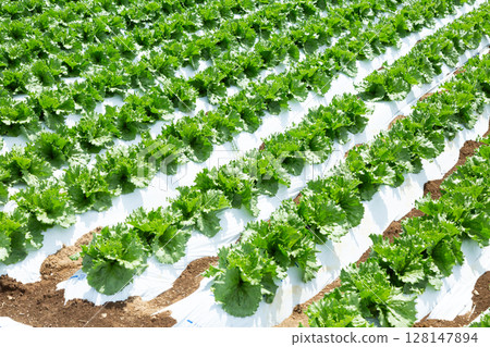 長野縣高原的生菜田 128147894