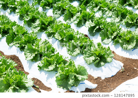 Lettuce fields on the plateau of Nagano Prefecture Lettuce fields on the plateau of Nagano Prefecture 128147895