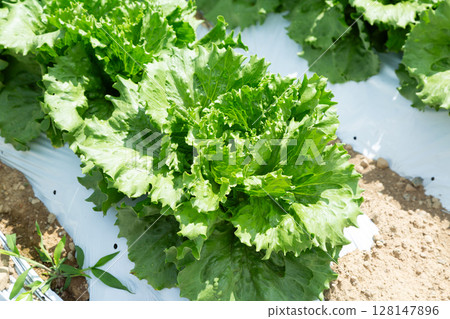 長野縣高原的生菜田 128147896