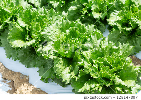 長野縣高原的生菜田 128147897