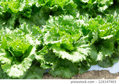 長野縣高原的生菜田 128147903