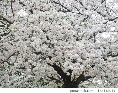 Cherry blossoms in full bloom on a spring morning Cherry blossoms in full bloom on a spring morning 128148015