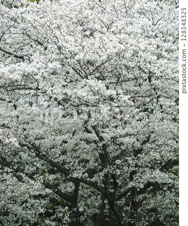 Cherry blossoms in full bloom on a spring morning Cherry blossoms in full bloom on a spring morning 128148325