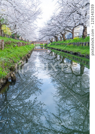 川越冰川神社後的櫻花 128148389