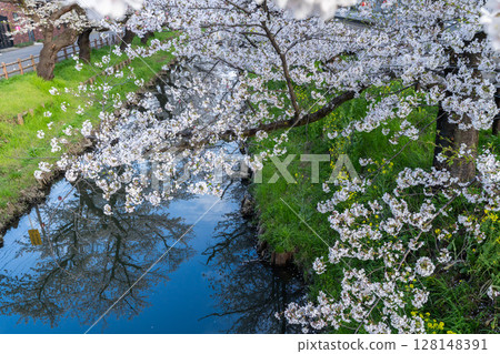 Cherry blossoms behind Kawagoe Hikawa Shrine Cherry blossoms behind Kawagoe Hikawa Shrine 128148391