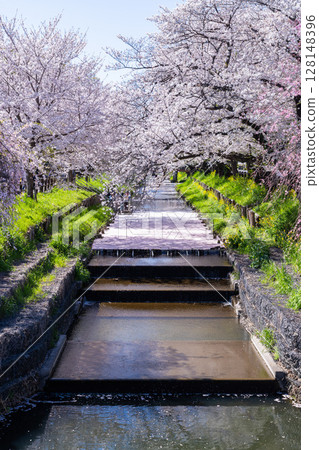 Spectacular view of flower rafts on the Shin-Kashi River behind Kawagoe Hikawa Shrine 128148396