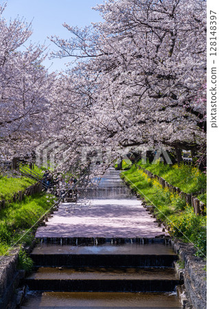 Spectacular view of flower rafts on the Shin-Kashi River behind Kawagoe Hikawa Shrine 128148397