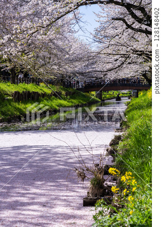 川越冰河神社後方新嘉志川的花筏景觀十分壯觀 128148402
