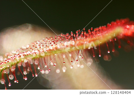 Welsh onion Welsh onion 128148404