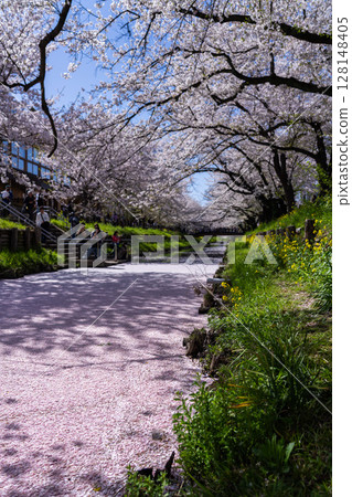 川越冰河神社後方新嘉志川的花筏景觀十分壯觀 川越冰河神社後方新嘉志川的花筏景觀十分壯觀 128148405
