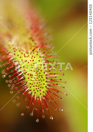 Sundew Macro 128148408