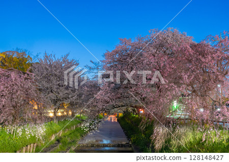 新嘉志川的夜櫻，泛著微光的花筏 128148427