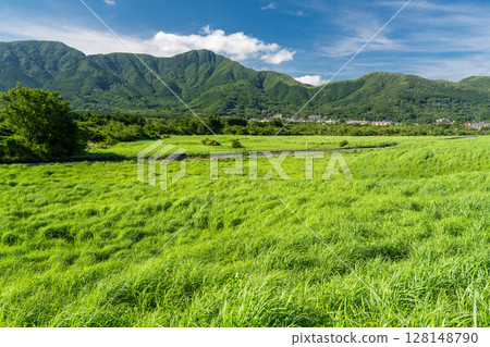 <Kanagawa Prefecture> Fresh greenery in Sengokuhara and the green grasslands 128148790