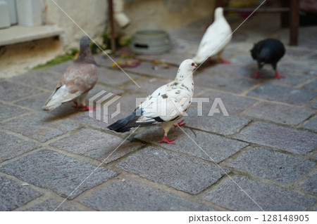 Group of Pigeons Pecking on Cobblestone Street 128148905