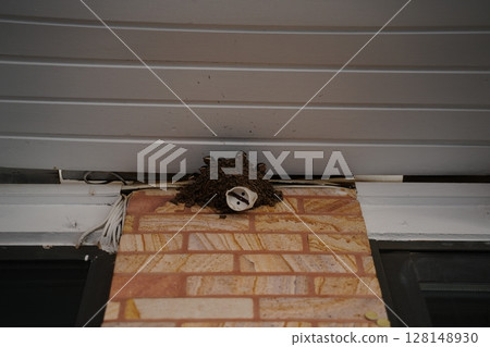 Swallow Chicks Peeking from Nest Under Canopy Roof 128148930