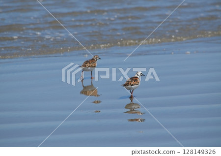 Photo of a small bird on the beach Photo of a small bird on the beach 128149326