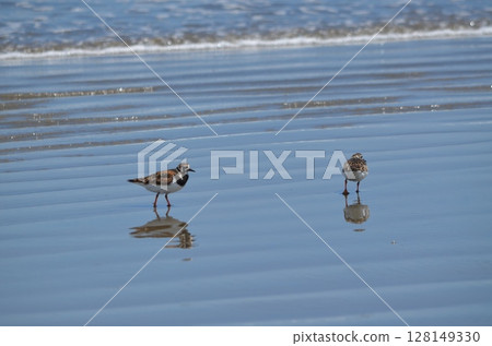Photo of a small bird on the beach Photo of a small bird on the beach 128149330
