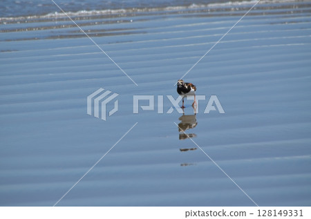 Photo of a small bird on the beach Photo of a small bird on the beach 128149331