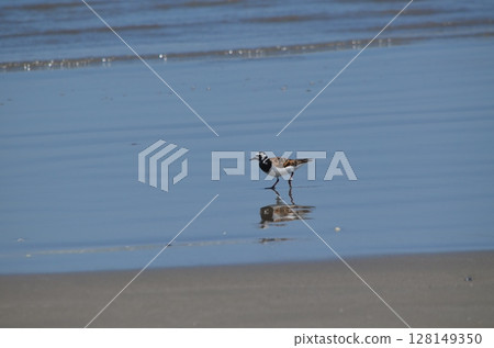 海灘上一隻小鳥的照片 海灘上一隻小鳥的照片 128149350