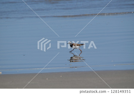 海灘上一隻小鳥的照片 海灘上一隻小鳥的照片 128149351