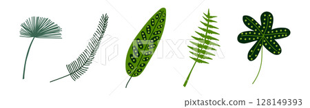 Green Tropical Leaf and Jungle Foliage Vector Set 128149393