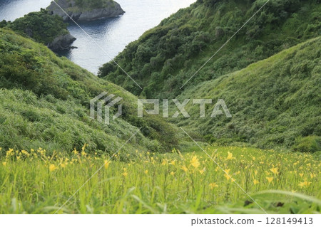 懸崖上盛開的野花 128149413