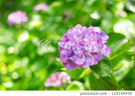 Hydrangeas at the Hydrangea Festival in Shimoda, Izu Hydrangeas at the Hydrangea Festival in Shimoda, Izu 128149458