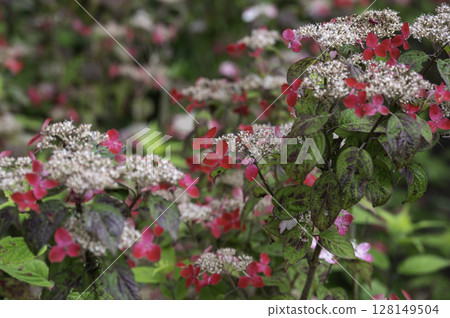 A vibrant garden scene with red and white flowers blooming amongst greenery A vibrant garden scene with red and white flowers blooming amongst greenery 128149504