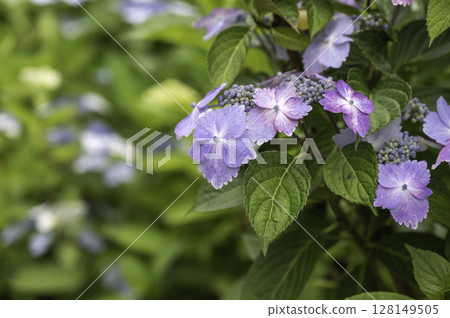 light purple hydrangea flower 128149505