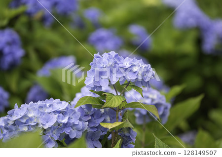 Blue hydrangea 128149507