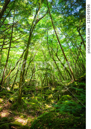 [苔蘚的名勝] Yamainudake [上勝町] 128149596